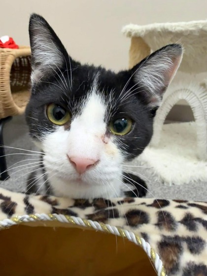 Espiria, an adoptable Domestic Short Hair in Neenah, WI, 54956 | Photo Image 2