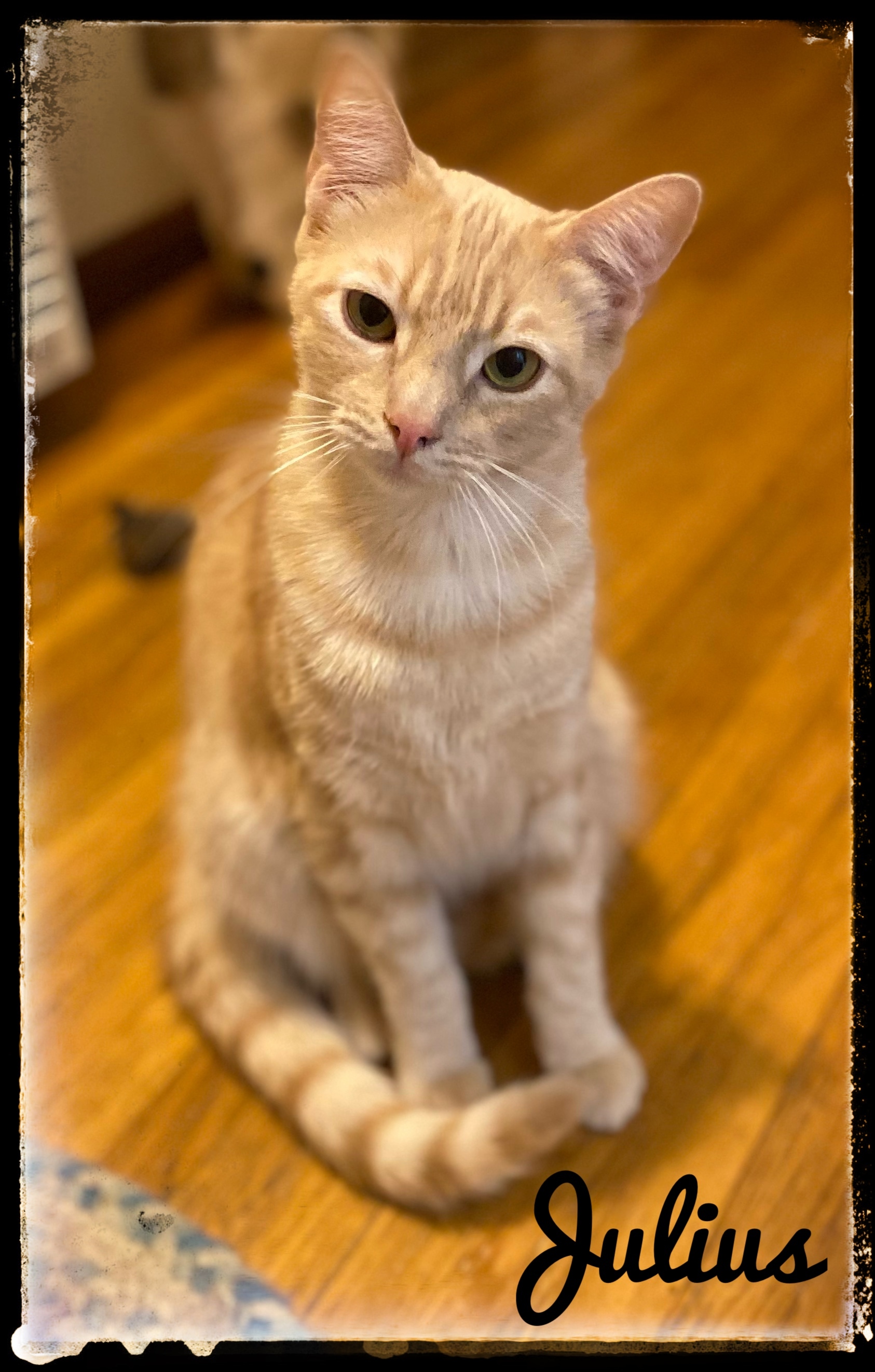 Julius