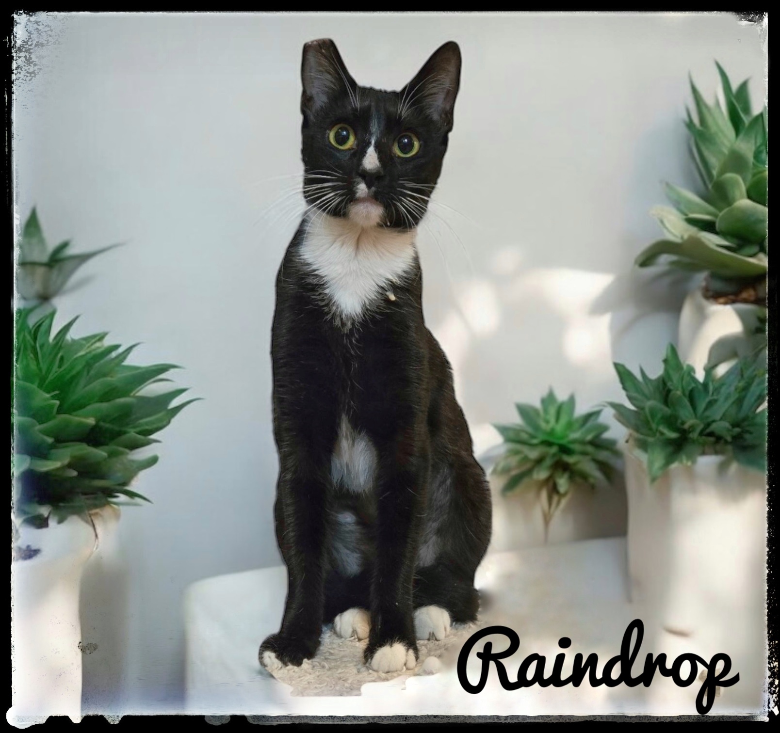 Raindrop