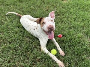 Timmy, Adult Male Shar-Pei