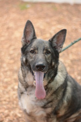 Handsome Hogan is a beautiful German Shepherd type gentleman looking for a quiet home to retire in 