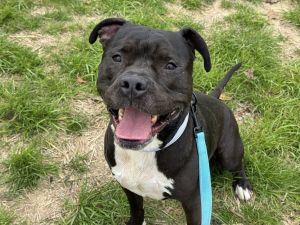 Bumpy, Adult Male Pit Bull Terrier