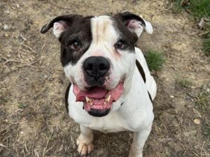Sweet Baby Ray, Senior Male unknown