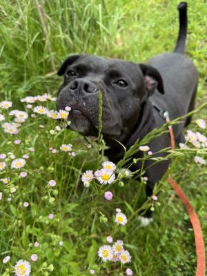 Lexie, Young Female Mixed Breed