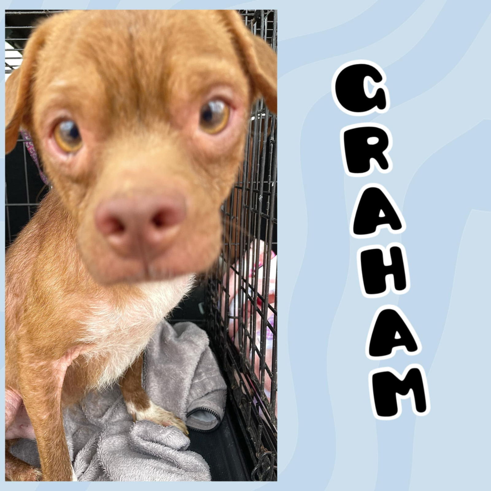 Graham