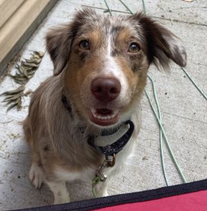 Jenny, Adult Female Australian Shepherd