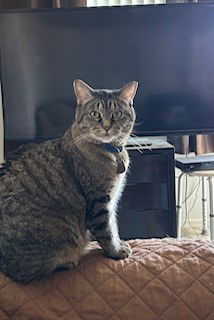 Tiger BONDED to Precious