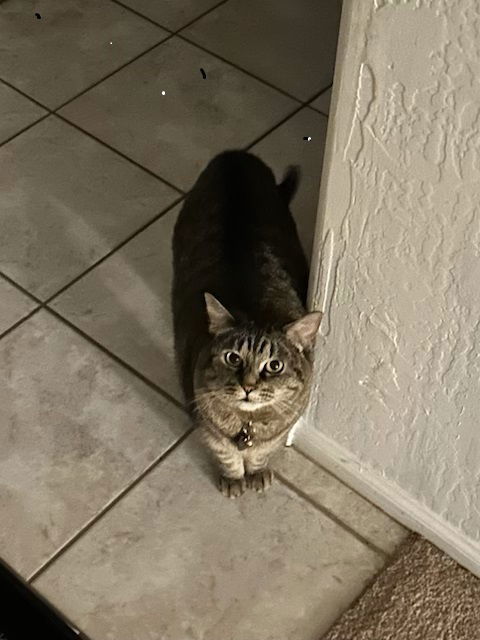 Tiger BONDED to Precious