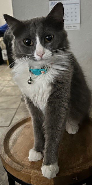 Precious BONDED to Tiger