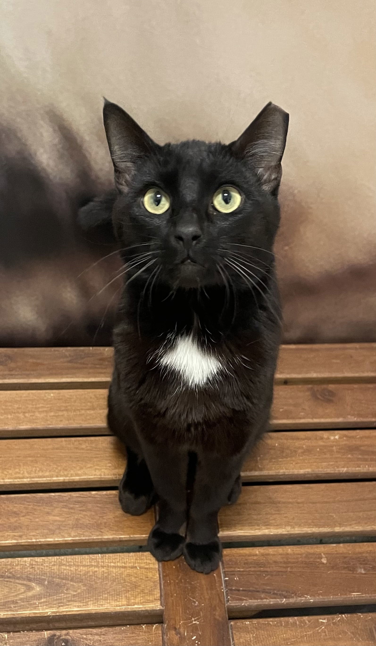 Vader