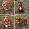 Lucy - SPONSORED photo 1