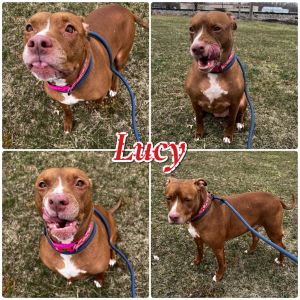 Lucy - SPONSORED, Adult Female unknown