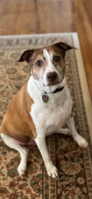 Cocoa - Cross Post, Young Female Ibizan Hound