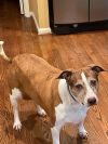 Cocoa - Cross Post photo 3