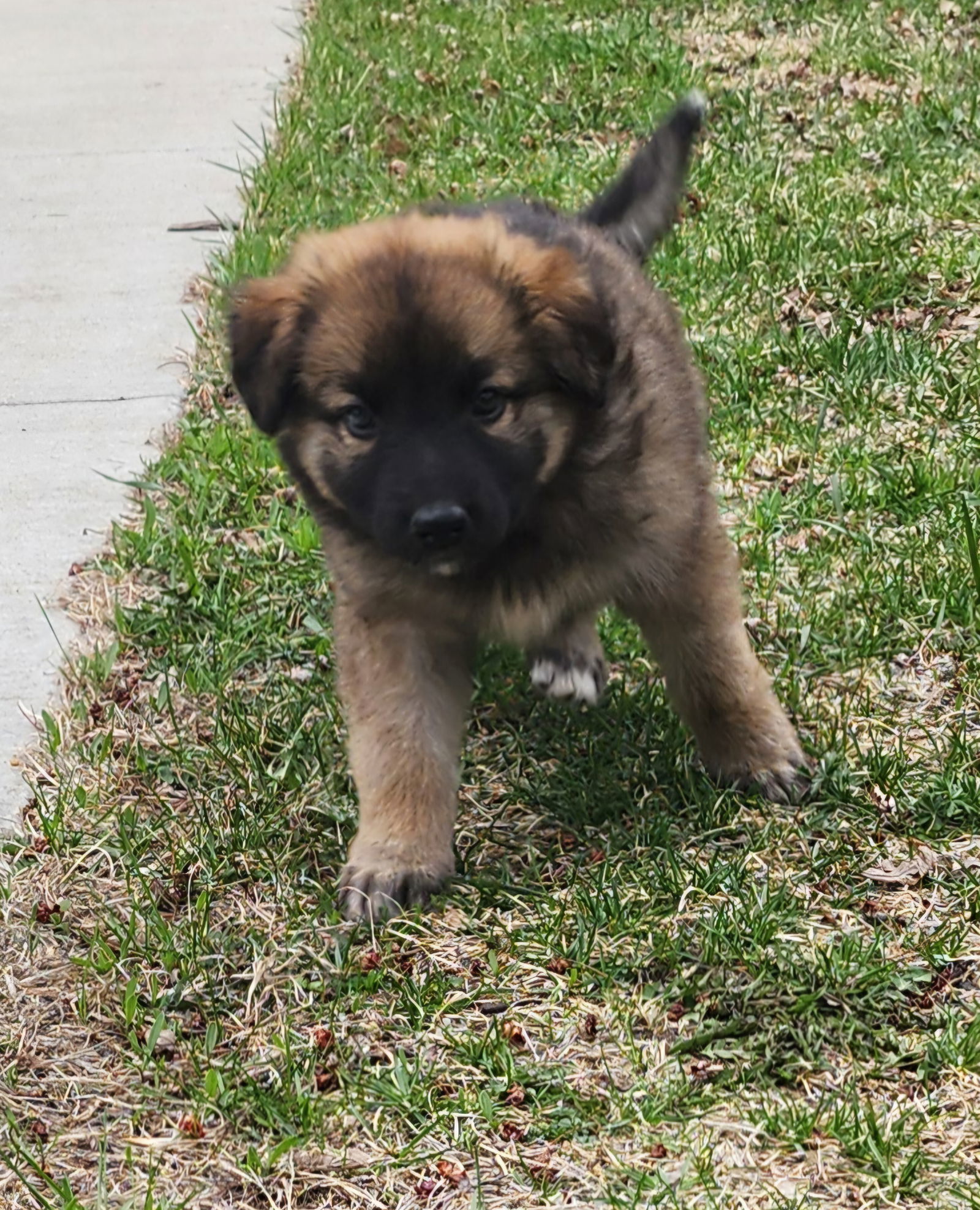 Indy