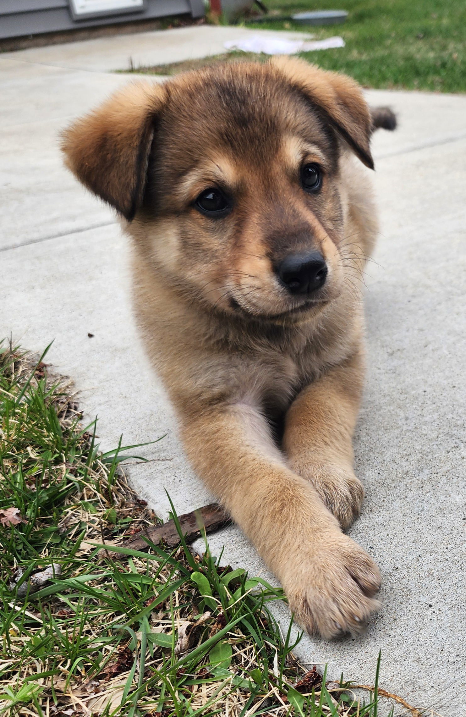 Ranger