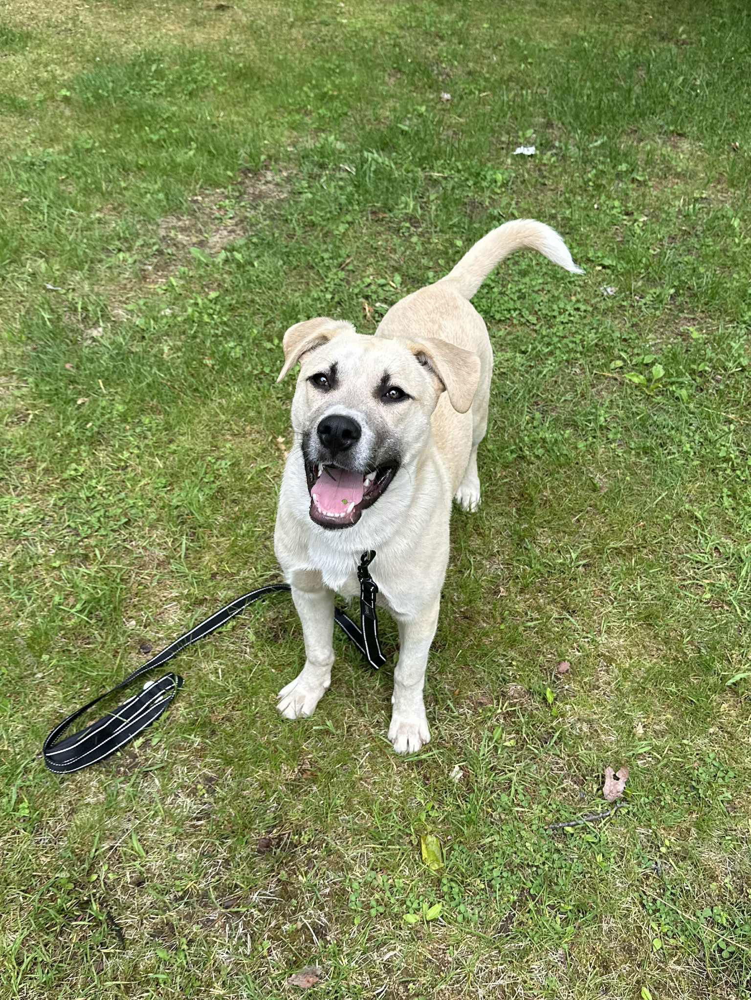 Ek, an adoptable Husky, Shepherd in Duluth, MN, 55807 | Photo Image 1