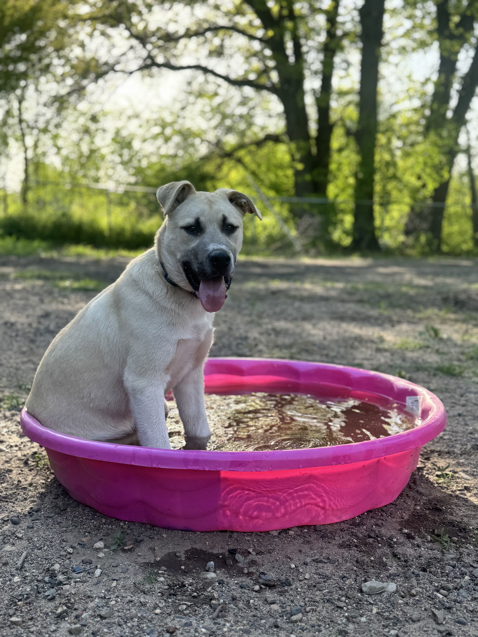 Ek, an adoptable Husky, Shepherd in Duluth, MN, 55807 | Photo Image 2