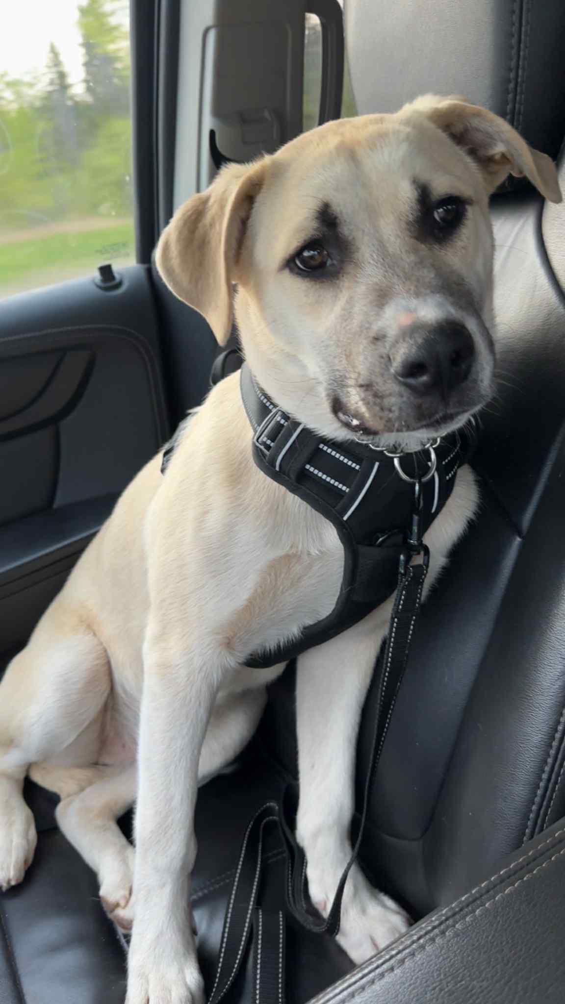 Ek, an adoptable Husky, Shepherd in Duluth, MN, 55807 | Photo Image 3