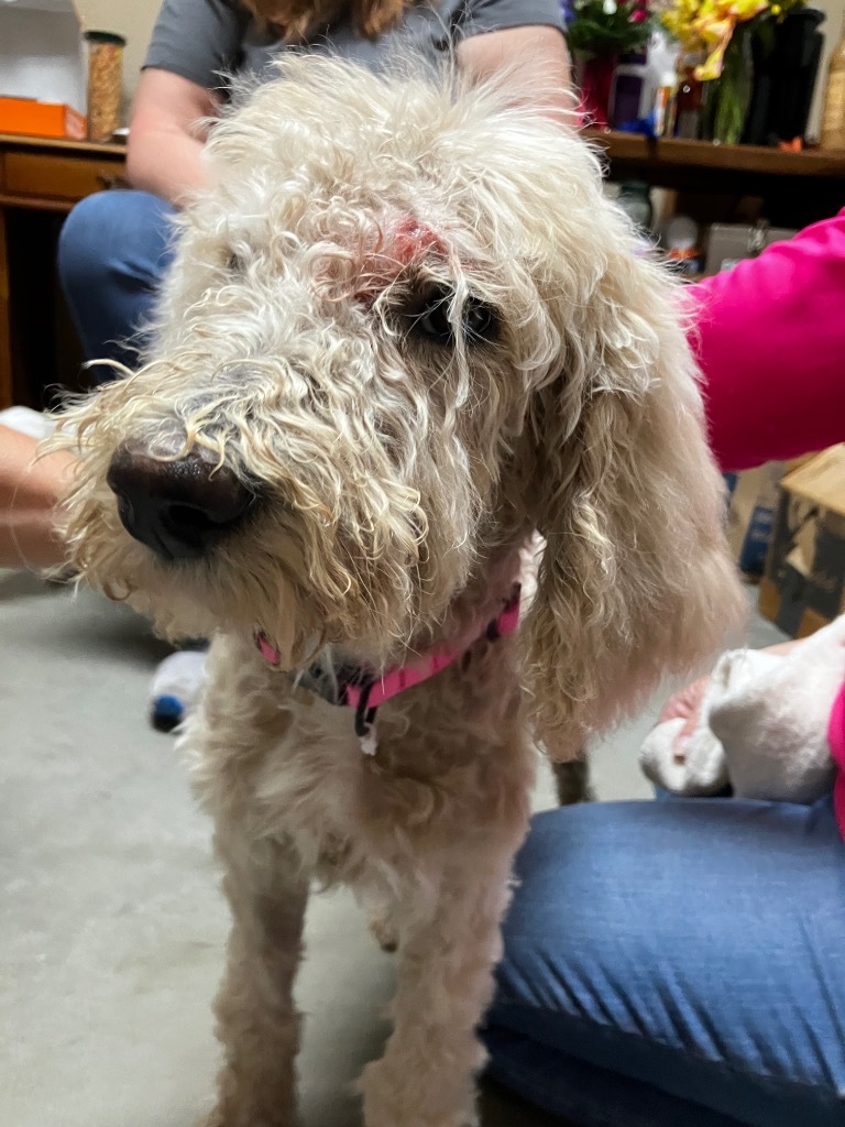 Missy Lamb *spay, rabies, hw, finalize*, an adoptable Affenpinscher in Olney, IL, 62450 | Photo Image 1
