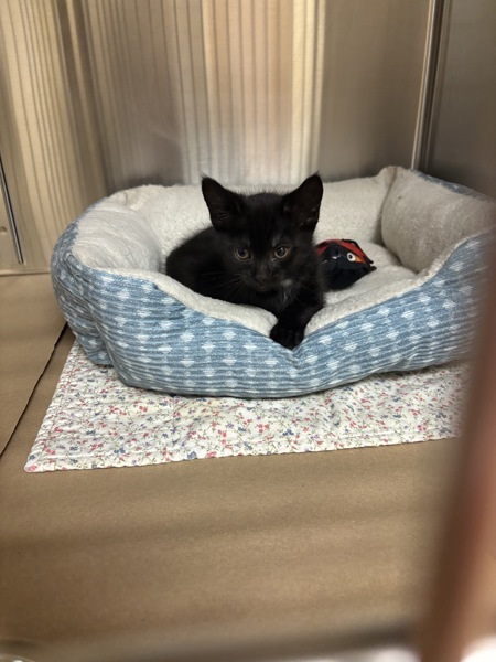 Flower, an adoptable Domestic Short Hair in Kennewick, WA, 99336 | Photo Image 1