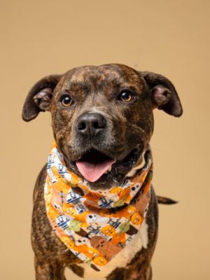 Lemon, Adult Male Pit Bull Terrier