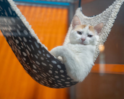 Miss Kitty, an adoptable Domestic Short Hair in Pequot Lakes, MN, 56472 | Photo Image 1