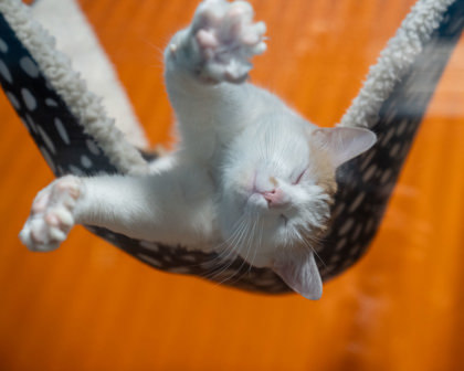 Miss Kitty, an adoptable Domestic Short Hair in Pequot Lakes, MN, 56472 | Photo Image 2