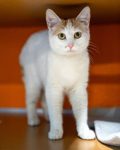Miss Kitty, an adoptable Domestic Short Hair in Pequot Lakes, MN, 56472 | Photo Image 3