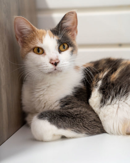 Ann, an adoptable Domestic Short Hair in Pequot Lakes, MN, 56472 | Photo Image 1