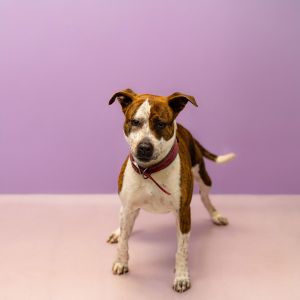 Primary Color Brindle Secondary Color White Weight 49lbs Age 3yrs 1mths 1wks Animal has been Spa