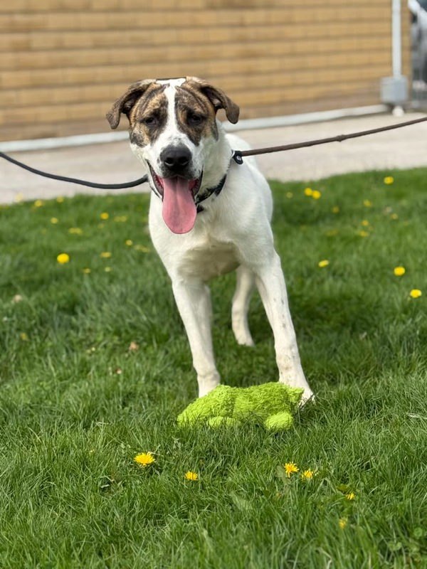 Max, an adoptable Mastiff, Saint Bernard in Keswick, ON, L4P 3G1 | Photo Image 2