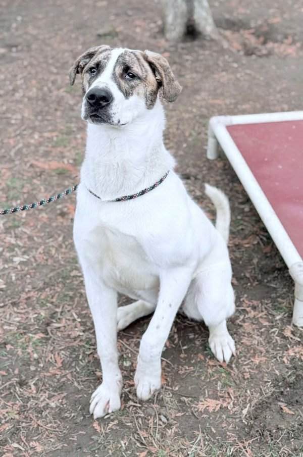 Max, an adoptable Mastiff, Saint Bernard in Keswick, ON, L4P 3G1 | Photo Image 4