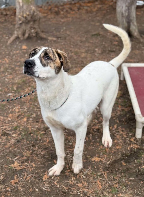 Max, an adoptable Mastiff, Saint Bernard in Keswick, ON, L4P 3G1 | Photo Image 6