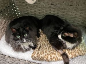 For more information about our adoptable cats please visit httpswwwwholecatandkaboodlecomadop