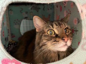 For more information about our adoptable cats please visit httpswwwwholecatandkaboodlecomadop