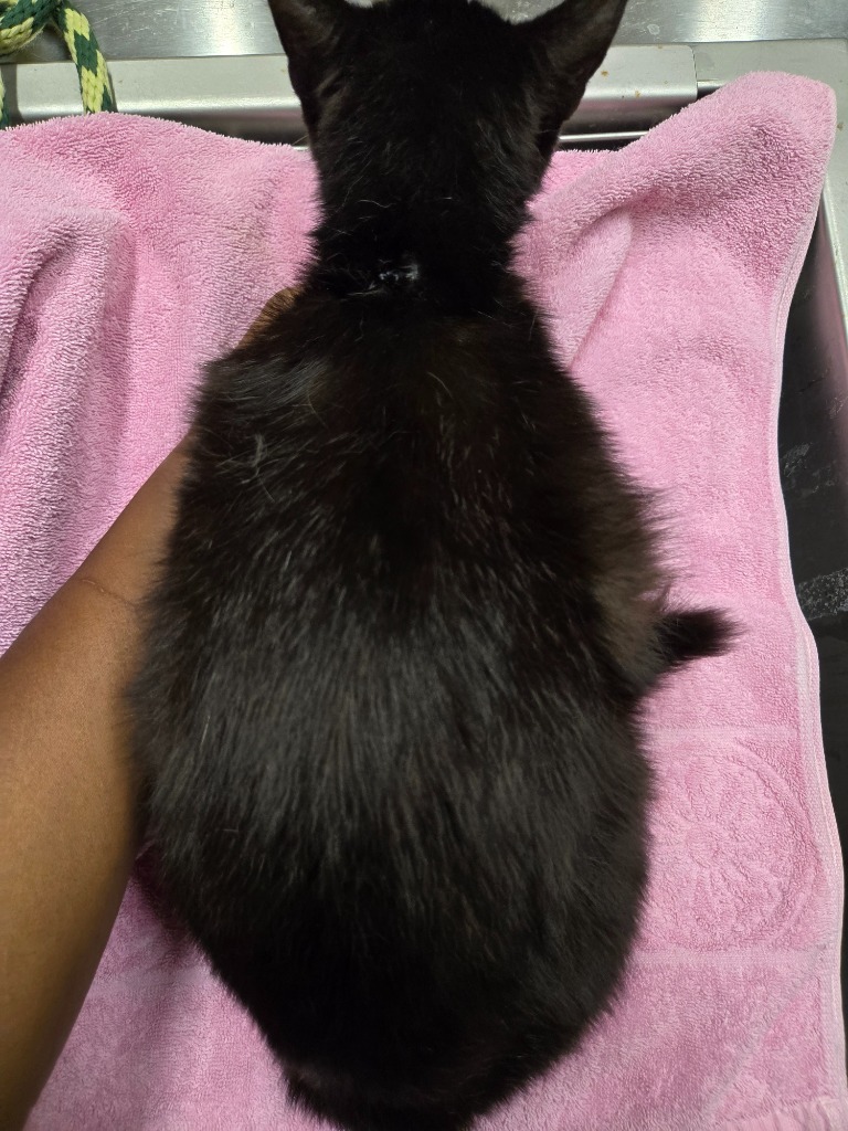 Motley Claw