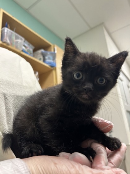 Peanut
