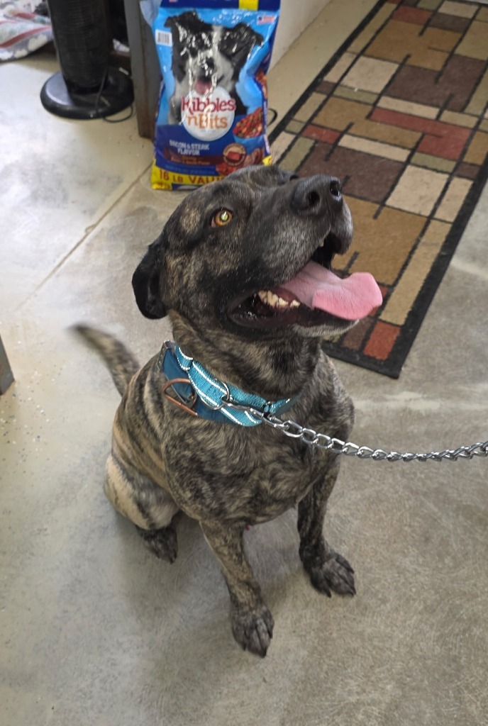 Remington, an adoptable Affenpinscher in Camden, TN, 38320 | Photo Image 1