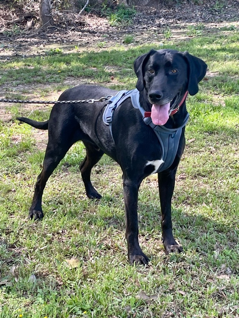 Hank