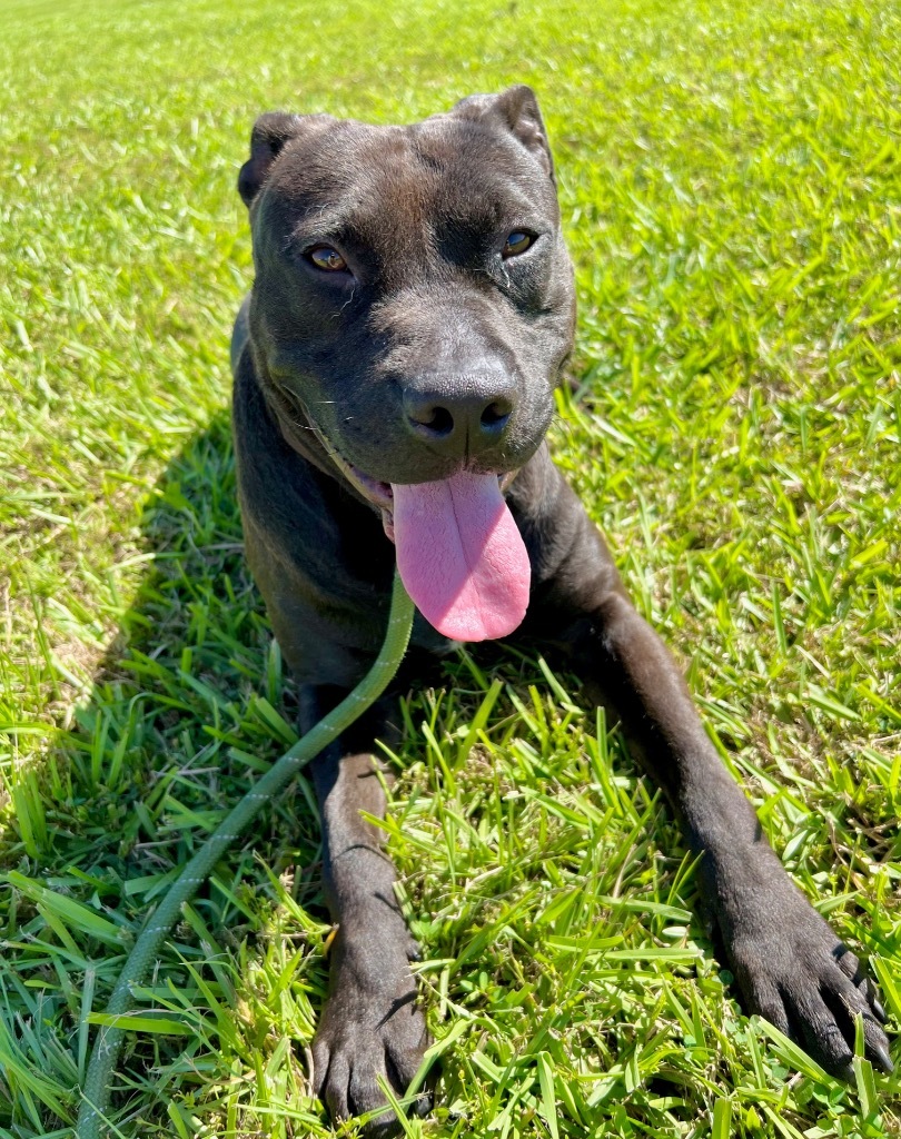 Archie
