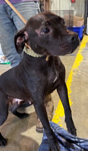 Ruth, Young Female Pit Bull Terrier