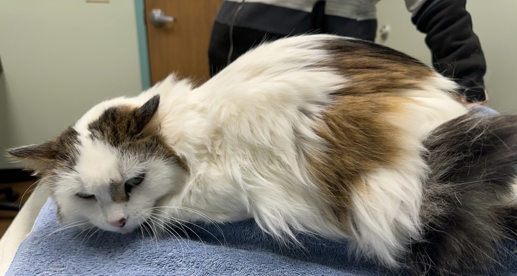 Captain Malcolm, an adoptable Domestic Long Hair in Cloquet, MN, 55720 | Photo Image 1