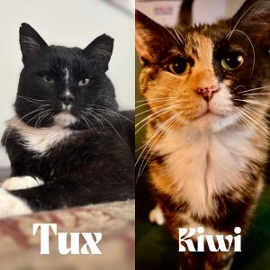 Kiwi (Felv+)