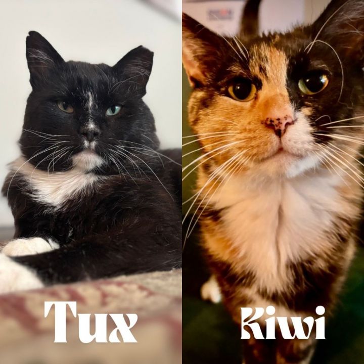 Kiwi (Felv+) 1