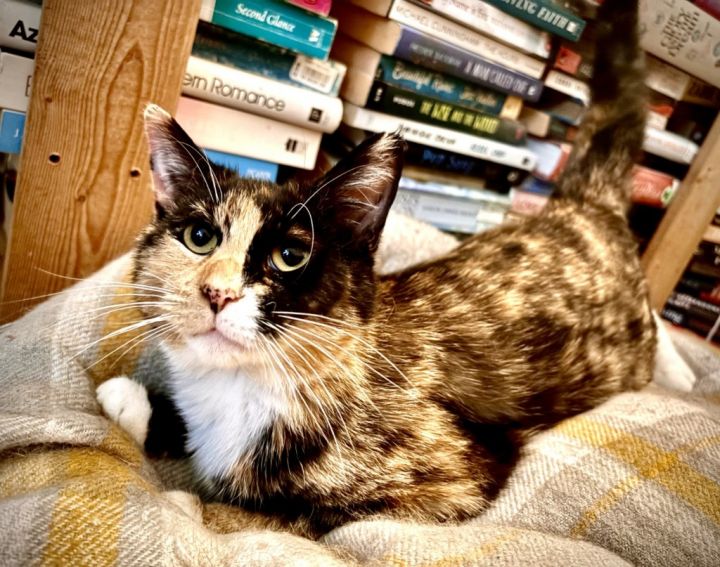 Kiwi (Felv+) 2