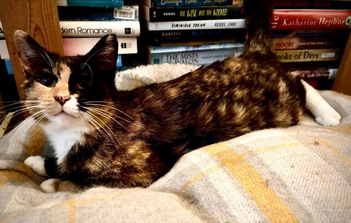 Kiwi (Felv+) 3