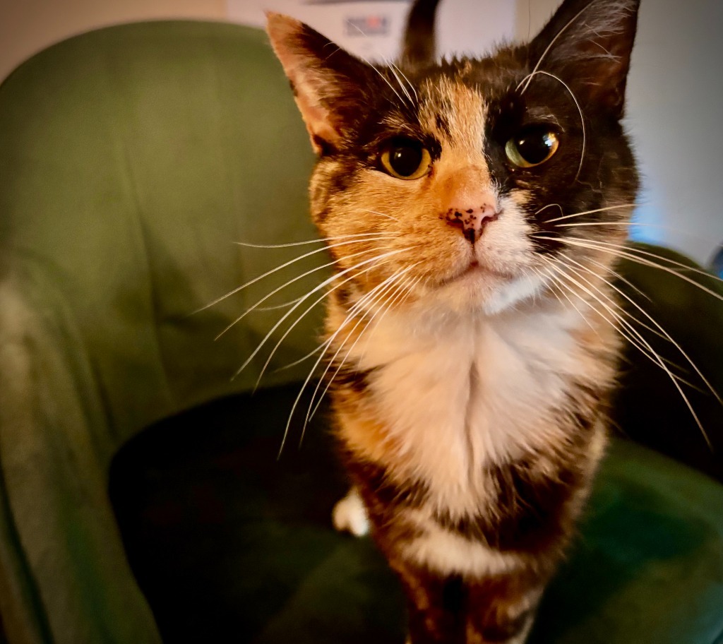 Kiwi (Felv+) / Tux (FELV+)