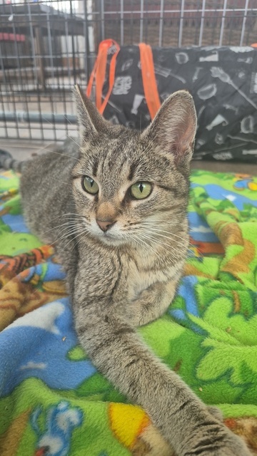 Superior (The Great Lakes Kittens Mom) 1