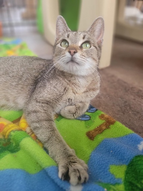 Superior (The Great Lakes Kittens Mom) 2